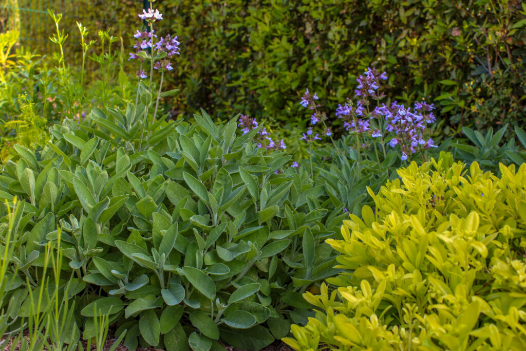 Diverses plantes grasses et plantes aromatiques