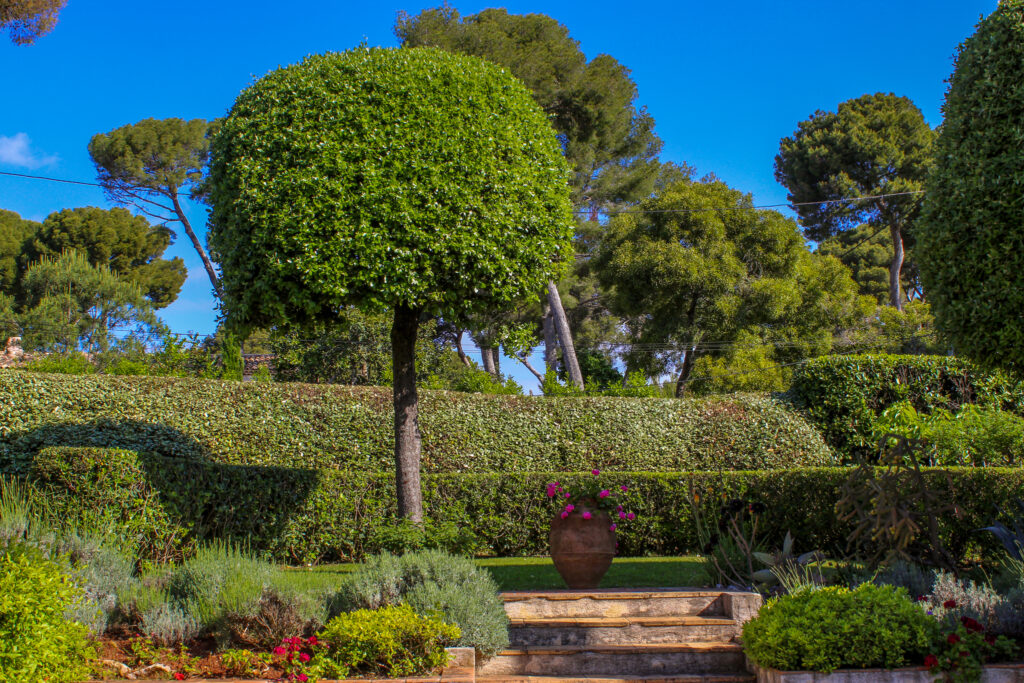 Plante et fleur dans un jardin sur la Côte d'Azur