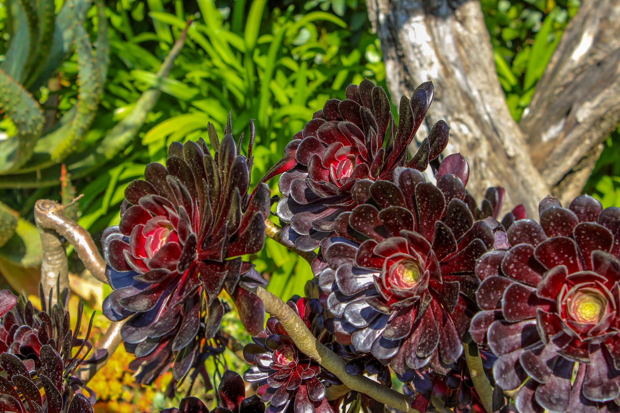 Aéonium noir dans un jardin sur la Côte d'Azur