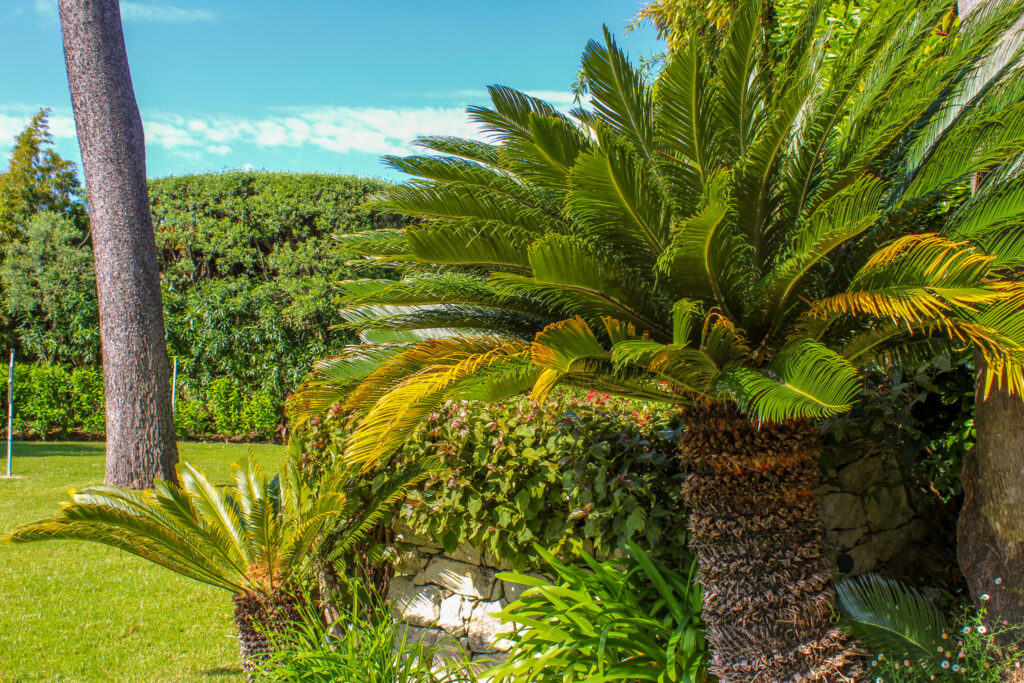 Palmier et diverses plantes dans le 06