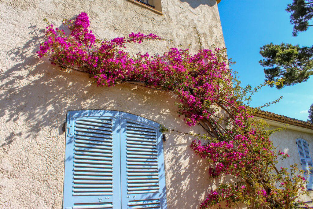 Bougainvilliers sur un mur