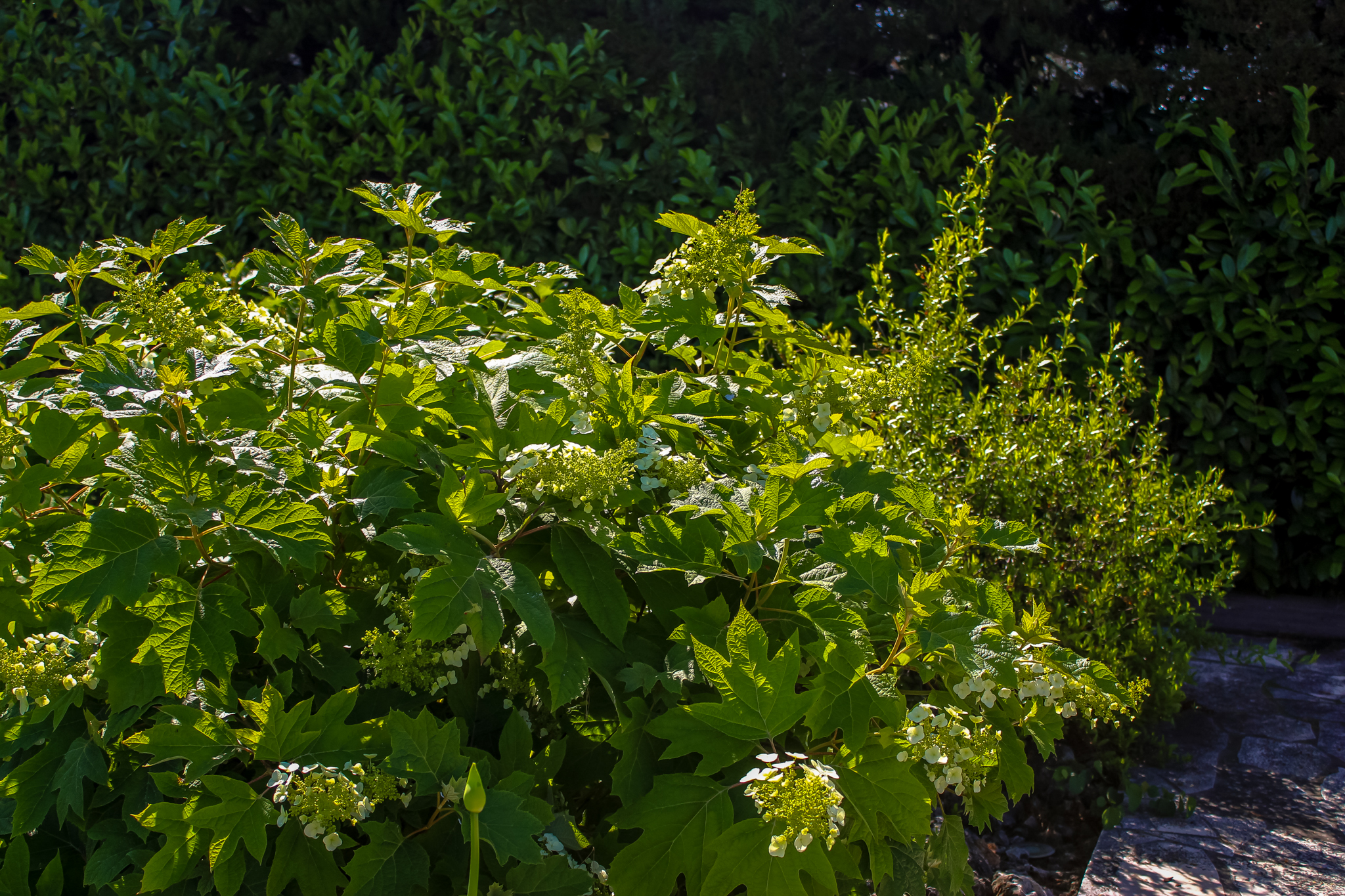 Fleurs